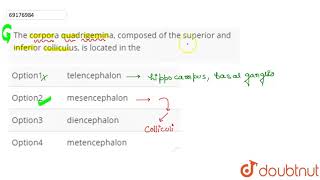 The corpora quadrigemina composed of the superior and inferior colliculus is located in the [upl. by Cohette215]