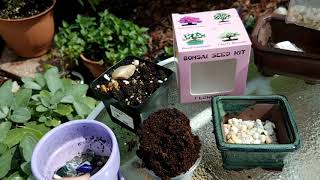 Starting Sakura Bonsai from a Bonsai Seed Kit [upl. by Dagall58]