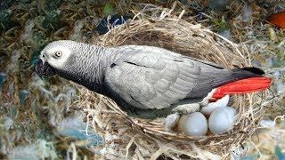 The hatching of a parrot egg African Grey Parrot laying eggs [upl. by Susej904]