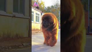 The largest Tibetan mastiff in the world [upl. by Enoid]