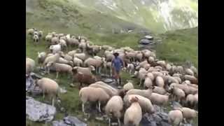 Transhumance Pyrénées brebis et vaches [upl. by Sivrat]