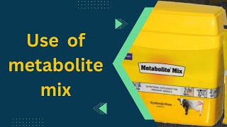 Use of metabolite mix powder in cattle like cows and buffalo etc [upl. by Nedac715]