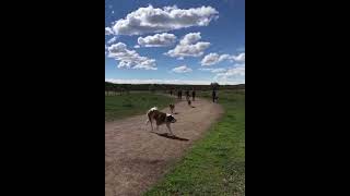 Ophelia 10th Birthday Being crazy at the dog park [upl. by Idolla392]