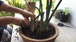 How to propagatemultiply Sansevieria cylindrica Dracaena angolensisCylindrical Snake plant [upl. by Ysor688]