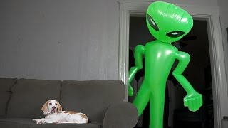 Dog Unfazed by Giant Alien Funny Dog Maymo [upl. by Enneillij507]