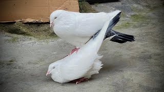 Kaldom pigeon breeding season dancing part  2 4k 60fps [upl. by Merceer]