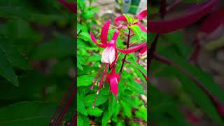 Fuchsias garden flowers [upl. by Brittan]