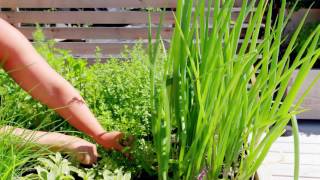 How to Prune Parsley [upl. by Nodab]