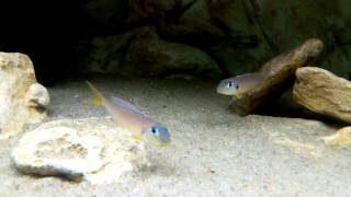 Xenotilapia flavipinnis quotred royalquot Kekese [upl. by Inittirb]