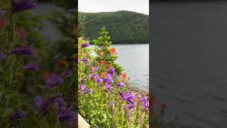 Davidson’s Penstemon wildflower penstemon mountsainthelens [upl. by Akelam]