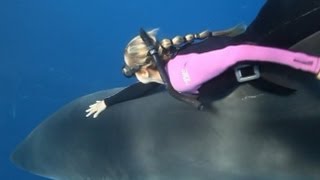 Shark Whisperer Woman Swims With Great Whites in Perfect Harmony [upl. by Eilama]