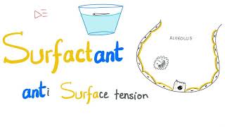 Lung Surfactant  Surface Tension  Alveoli  Type II Pneumocytes  NRDS  Physiology [upl. by Alekal]