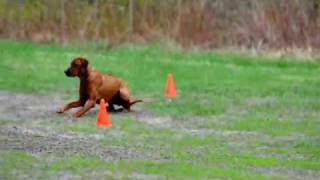 Rhodesian Ridgeback Obedience [upl. by Jenness]