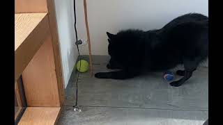 Most careful Schipperke in da whole worldz [upl. by Issie]