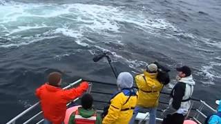 Humpback Whales Feeding  Video [upl. by Orsay]