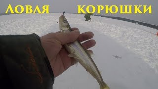 Зимняя рыбалка  Ловля корюшки  Winter fishing  smelt Fishing [upl. by Lehacim962]