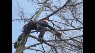 Ace Tree Service LLC Professional Tree Cutting and Trimming Company [upl. by Essilrahc]