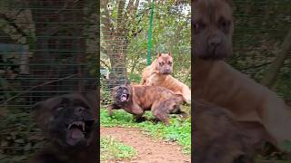 aggressive presa canario and cane corso short presacanario canecorso [upl. by Alleen752]