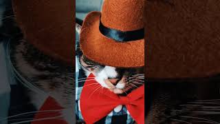 Texas Meowdy 🤠🐾😸 shorts cat [upl. by Press960]