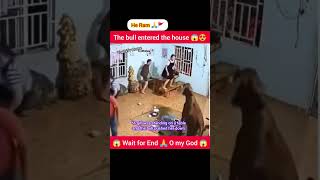 The bull entered the house 😍 घर में साढ़ घुस गया 😱 shorts viral youtubeshorts status [upl. by Noitsirhc]