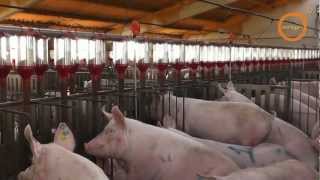 Nueva normativa gestación cerdas en semiboxes EUROGAN  Gestation sows new normative EUROGAN [upl. by Nihcas]