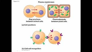 chapter 3 Cell signaling الاشارات بين الخلايا وطرق الاتصال بين الخلايا في جسم الانسان [upl. by Eric]