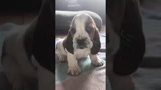 Sweet Basset Hound Puppy Tries to Howl Ferociously [upl. by Clyde]