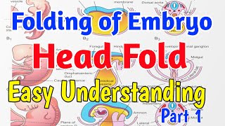 Head fold of Embryo easiest Understanding  Folding of Embryo part 1 [upl. by Mimajneb551]