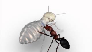 Termites act as suicide bombers to defend their colonies [upl. by Nwahsyt336]