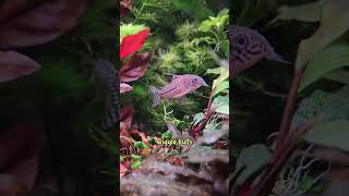 This song is obsolete because science see description for species corydoras aquarium cute [upl. by Ariek441]