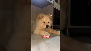 I’m not chunkyI’m fluffy 💯 🐾puppy asmr fyp memes shorts dogfeed youtubeshorts samoyed [upl. by Bills619]