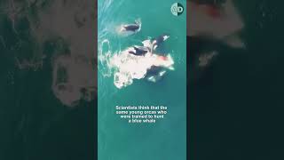 Killer Whales Hunting the Largest Animal Ever Orcas vs a Blue Whale [upl. by Kajdan784]