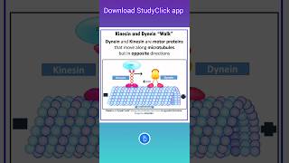 Kinesin and Dynein quotWalkquot  Motor Proteins biology [upl. by Akirdnuhs]