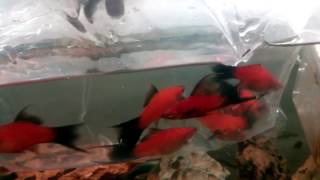 Velvet Wag Lyretail Swordtail aquarium fishes for sale mumbai 9833898901 [upl. by Eirolam]