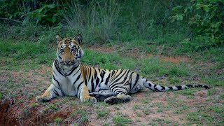 Wildlife of Tadoba Andhari Tiger Reserve [upl. by Rind]