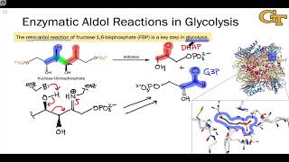 Aldolase Enzymes and the Nitroaldol Reaction [upl. by Lennahs907]