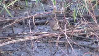 Palm Warbler [upl. by Brainard]