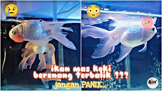 JANGAN PANIK CARA MUDAH MENGOBATI SWIM BLADDER DISEASE PADA IKAN MAS KOKI [upl. by Brandice213]