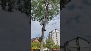 ¿Cuántos nidos de pájaros hay en este árbol [upl. by Arne]