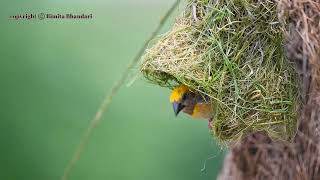 The baya weaver Ploceus philippinus bayaweaver bimitaphotography [upl. by Eisle521]