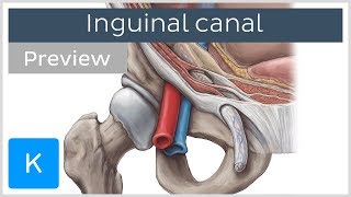 Inguinal canal preview  Human Anatomy  Kenhub [upl. by Brechtel]