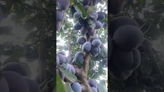 latest plum variety viral video smart farming 9541646936 [upl. by Tamaru]