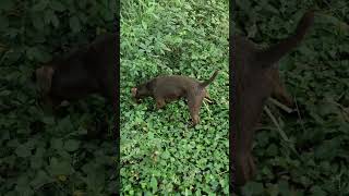 Patterdale terrier kills rat hiding in bushes [upl. by Niran772]