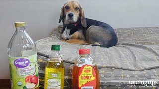 5 Best Home Remedies for Mange in Dogs AllNatural Treatments [upl. by Luaped]