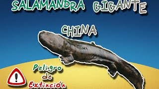 Salamandra gigante china El anfibio mas grande  Animales del Mundo Peligro de extinción [upl. by Aneger]