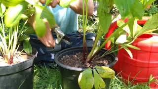 How to tidy up your hellebores after flowering [upl. by Hussein]