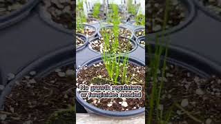 Growing Chives Time Lapse [upl. by Chung489]