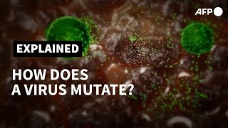 How does a virus mutate  AFP [upl. by Brnaby]