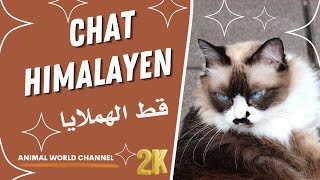 La douceur royale  Le Chat Himalayen [upl. by Howie]