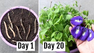 How to Grow AparajitaBlue Pea Plant from Seeds amp Cuttings With Update [upl. by Bussy]